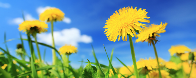 Detoxifying Superfood: Dandelion